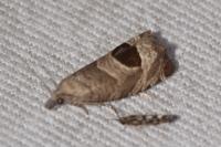 Notocelia uddmanniana