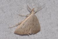 Macrochilo cribrumalis