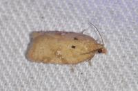 Acleris ferrugana/notana