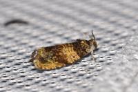 Celypha aurofasciana
