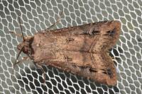 Agrotis ipsilon