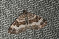 Epirrhoe alternata