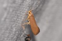 Crassa unitella