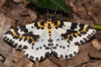 Abraxas grossulariata