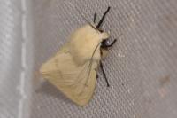 Spilarctia lutea