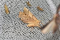 Ennomos erosaria