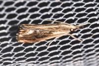 Catoptria verellus