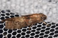 Phycita roborella