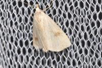Rivula sericealis