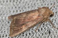 Lacanobia oleracea