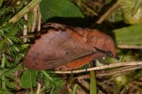 Gastropacha quercifolia
