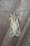 Trichoplusia ni