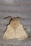 Malacosoma neustria