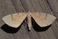 Gandaritis pyraliata
