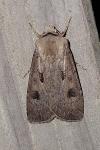 Agrotis exclamationis