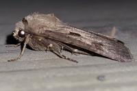 Agrotis exclamationis