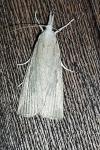 Calamotropha paludella
