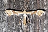 Cnaemidophorus rhododactylus