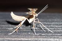 Cnaemidophorus rhododactylus