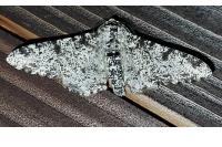 Biston betularia