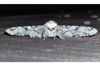 Biston betularia