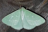 Thetidia smaragdaria