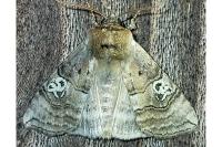 Tethea ocularis