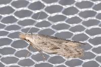 Anarsia spartiella