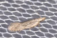Anarsia spartiella