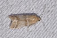 Vitula biviella