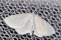 Scopula immutata