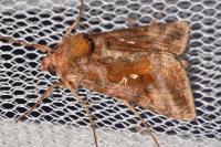 Autographa jota