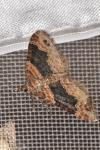 Xanthorhoe ferrugata