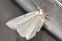 Lomographa bimaculata