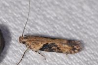 Scrobipalpa costella
