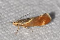 Metalampra italica