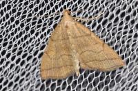 Herminia tarsicrinalis