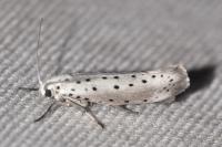 Yponomeuta