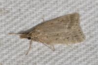 Eudonia pallida