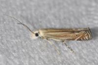 Isophrictis corsicella