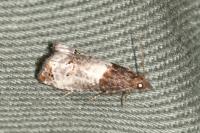 Notocelia roborana