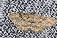 Peribatodes rhomboidaria