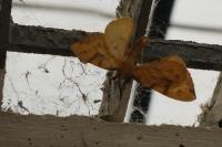 Gandaritis pyraliata