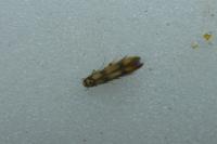 Stathmopoda pedella