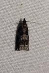 Ancylis achatana