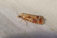 Rhyacionia buoliana
