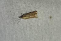 Chrysoteuchia culmella