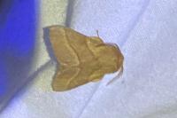 Malacosoma neustria