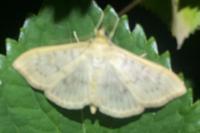 Patania ruralis