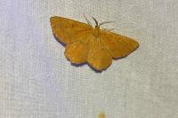 Angerona prunaria